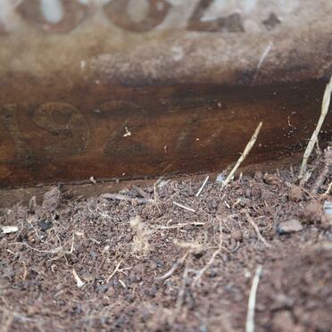 WOSTENHOLM M.C. 1882-1927