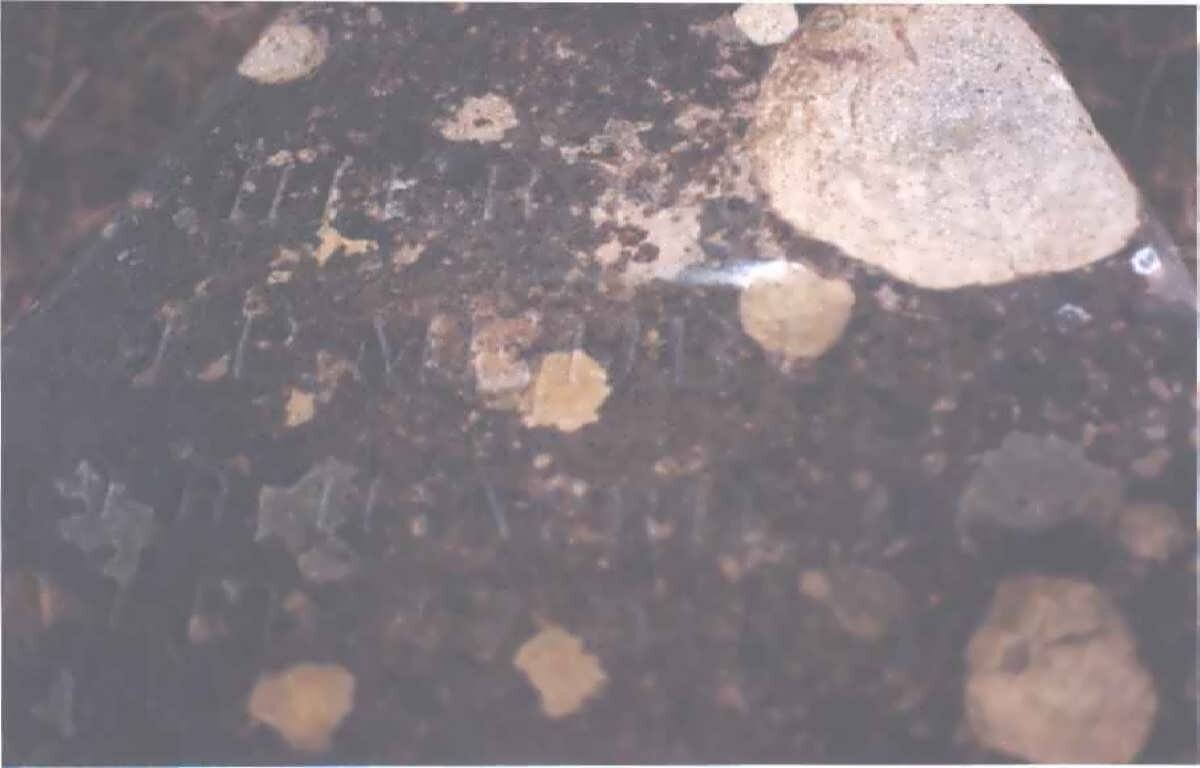 MYBURG J.P. 1821-1901