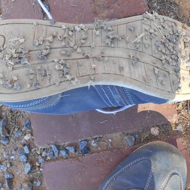 Eastern Cape, GRAAFF-REINET, Springbok street, South Side, Main cemetery