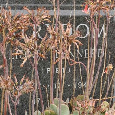 STRYDOM Lionel Lennerd 194?-19?4