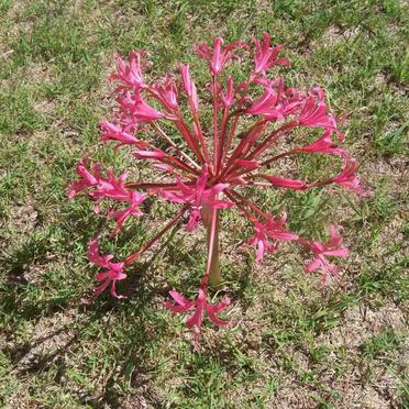 3. Flower in Loerie Cemetery