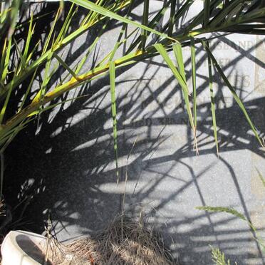 MACKENZIE Donald James -1967