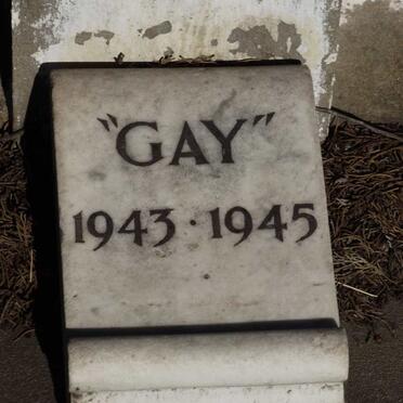 STEERS Gay 1943-1945