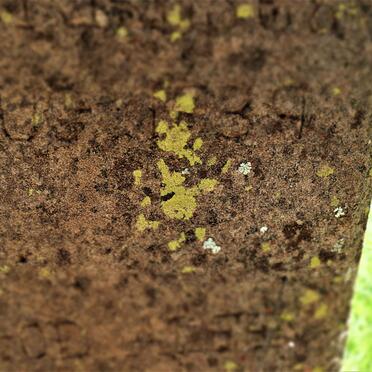 NEL Christian 1858-1889