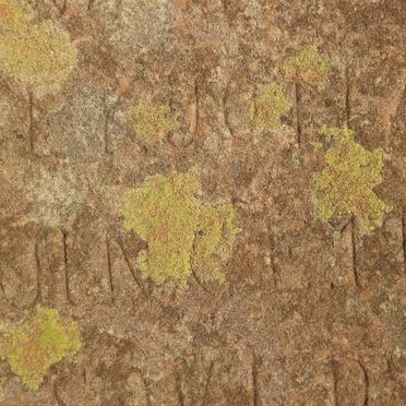 BRUIN Hendrik Johannes, de 1903-1909