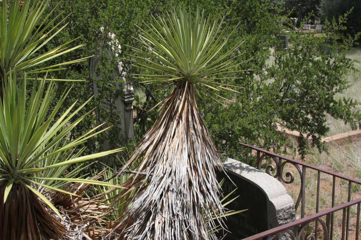 HERTZOG ? -1964 :: KING Anna Louisa 1866-1956 :: HERTZOG Johannes Albertus Munnik 1894-1918