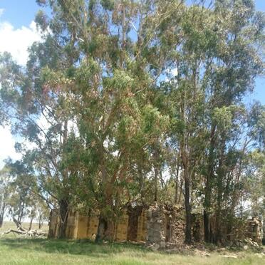 Free State, REITZ district, Brakpan 850, farm cemetery