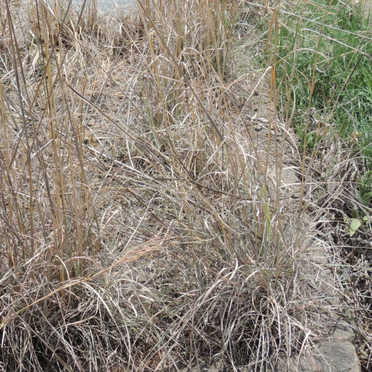 RENSBURG Cornelius Jacobus, Janse van 1895-1958 &amp; Christina Maria 1898-1975