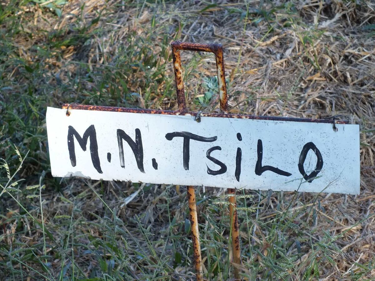 TSILO M.N.