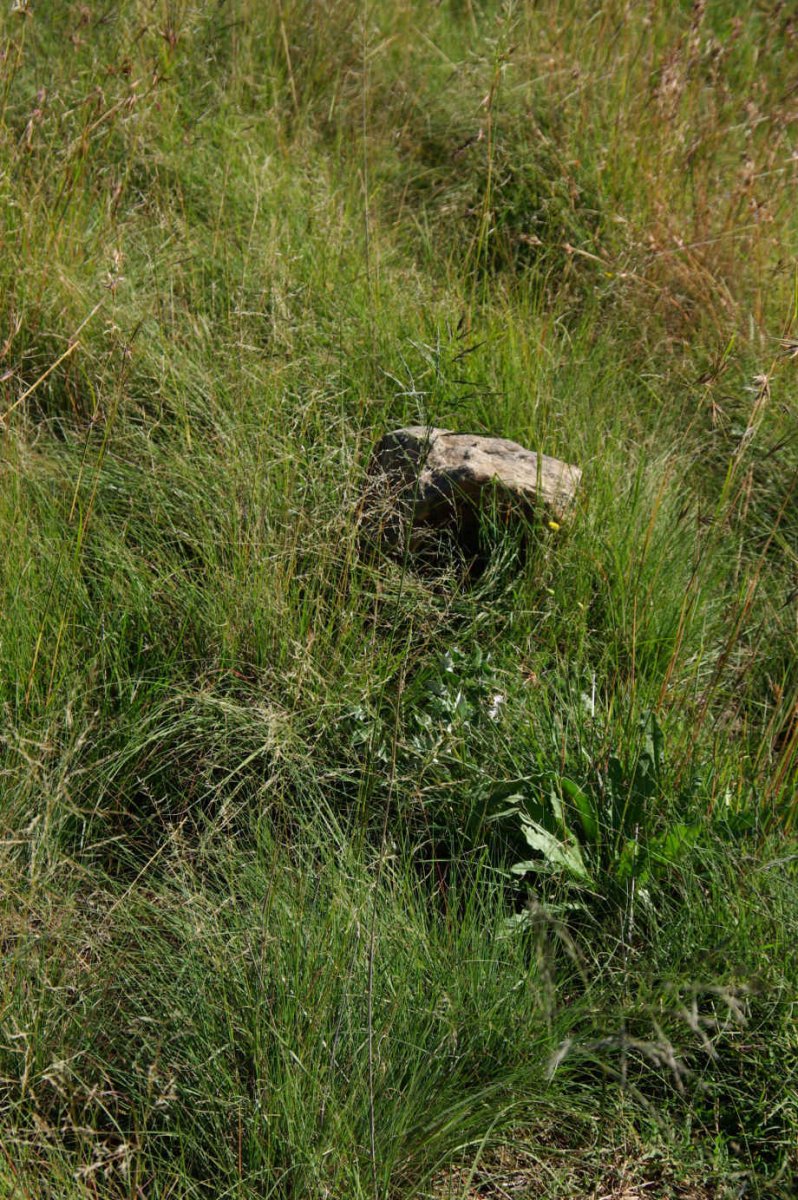 WALT Johannes de Waal, van der 1890-1914