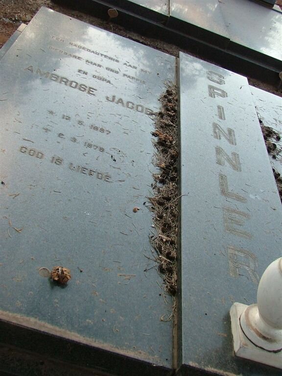 SPINNLER Ambrose Jacob 1887-1978