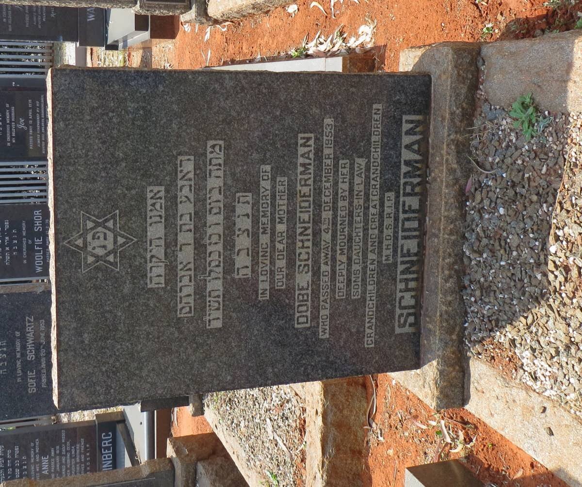 SCHNEIDERMAN Dobe -1953