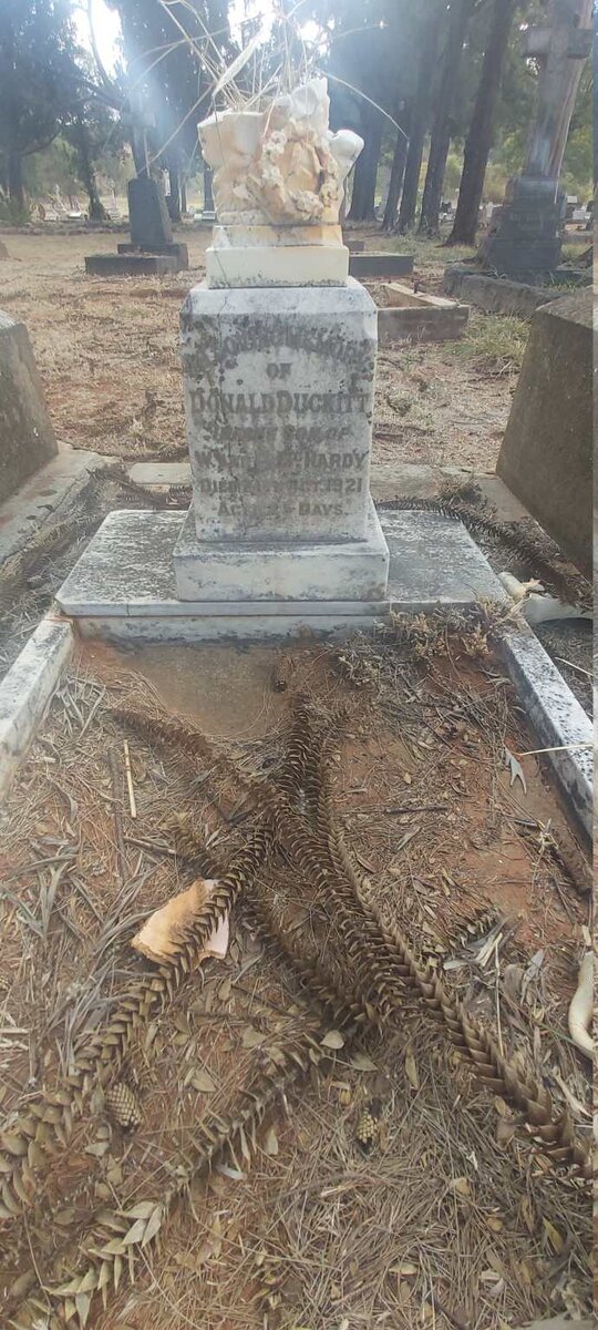 MCHARDY Donald Duckitt -1921