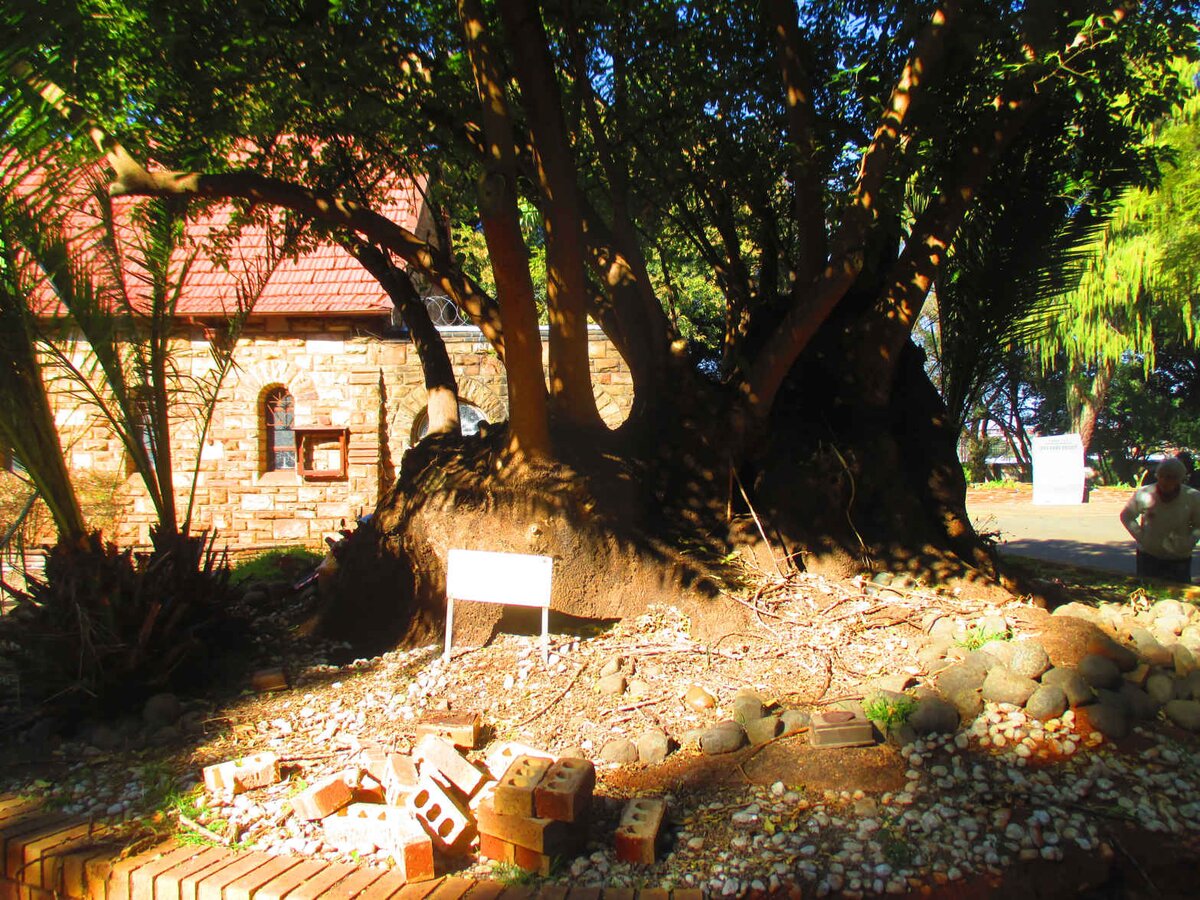1. Overview / Oorsig Belhambra Memorial Tree