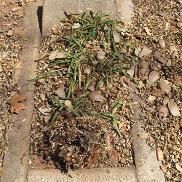 GREEN Anne 18??-190?