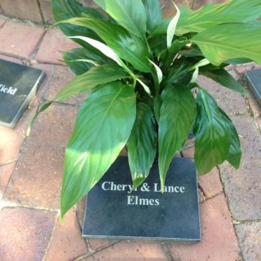 ELMES Cheryl :: ELMES Lance