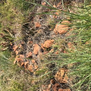 5. Moontlike Britse soldate / Possibly British soldiers