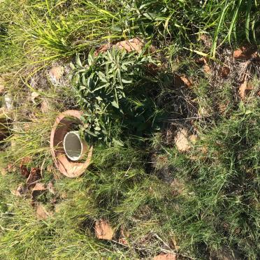 JOOSTE Issabella Fredrika nee RAATH 