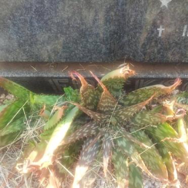 ERICKSON Susarah 1920-1991