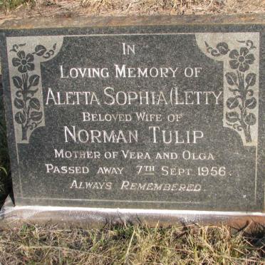 TULIP Aletta Sophia -1956