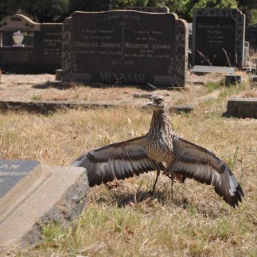 5. Unhappy resident trying to protect her eggs