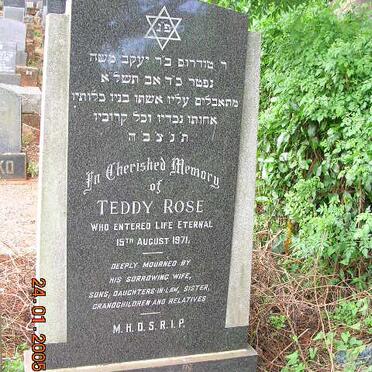 ROSE Teddy -1971