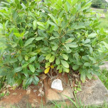 LYLE Jean Dorothy -1941