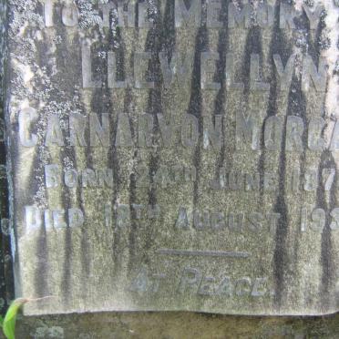 MORGAN Llewellyn Carnarvon 1879-1937