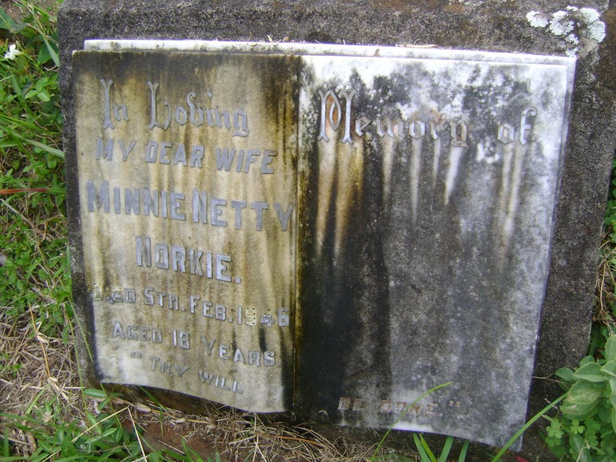 NORKIE Minnie Netty -1946