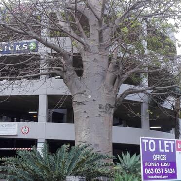 Kwazulu-Natal, DURBAN, Berea, Musgrave Centre, Baobab tree memorials