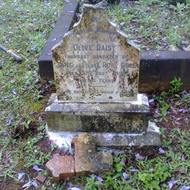 GOLD Olive Daisy -1896