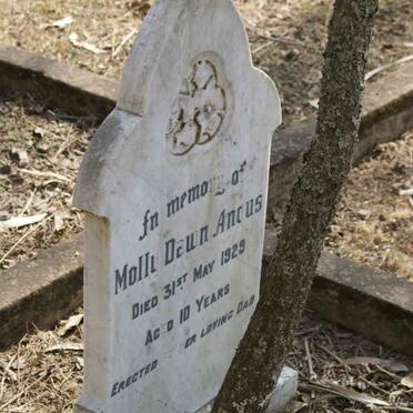 ANGUS Molly Dawn -1929