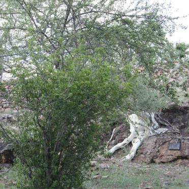 Limpopo, SOUTPANSBERG district, Kruger National Park, Pafuri, Thulamela / Tulamela Heritage Site