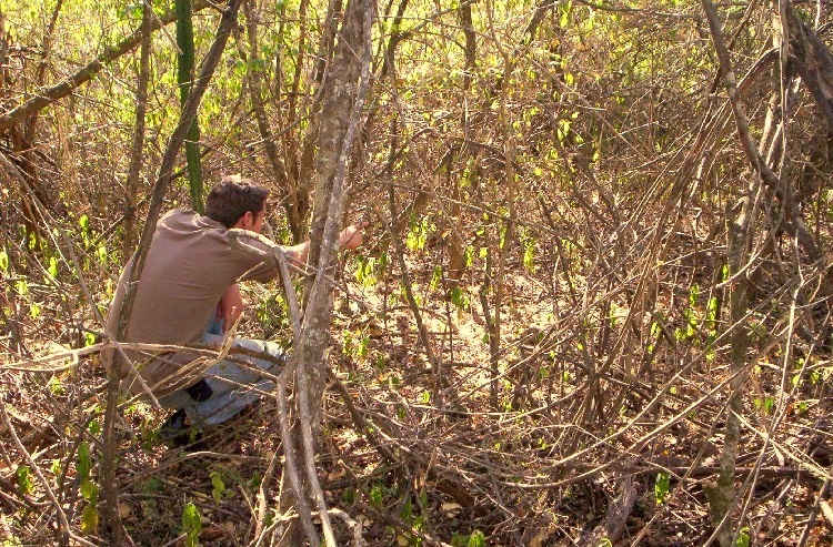 1. Oorsig van toegegroeide grafte