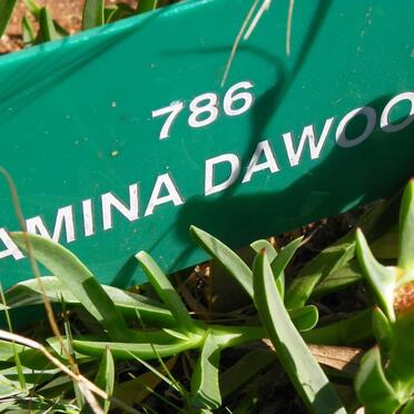 DAWOOD Amina