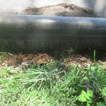 NIEUWENHUIZEN Petrus Bernardus, van 1878-1941