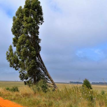 Mpumalanga, ERMELO district, Breyten, Vlakfontein 108, farm cemetery_3