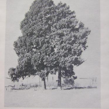 1. WARBURTON Garnet Hamilton 1854-1877