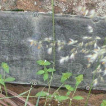 MacKINNON Rena 1899-1976