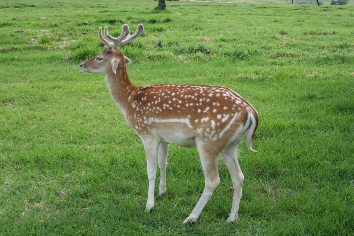 3. Bambi checking on graves