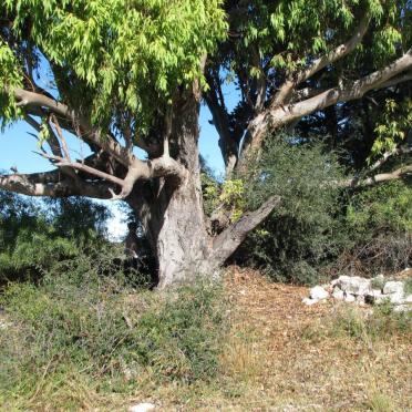 Northern Cape, BARKLY WEST district, Reivilo, Blesmanspos, Panhill 37, farm cemetery_2