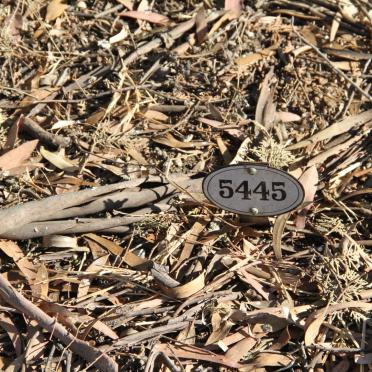 CLIFFORD Violet Mary  -1909