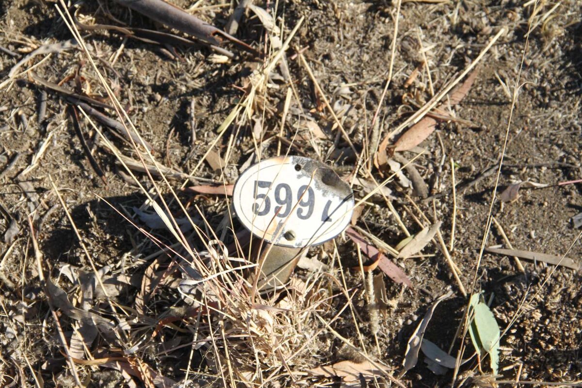 TATE Iris Liliath  -1917