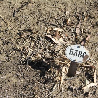 WILLIAMS Rachel -1908