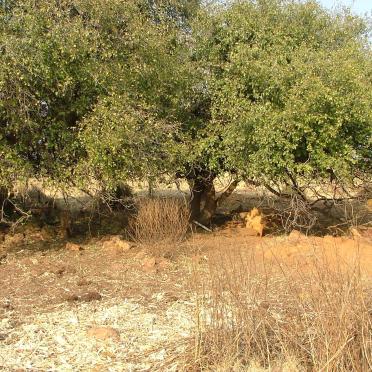 1. Overview of Leeufontein cemetery - Potchefstroom