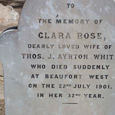 WHITE Rose Clara -1901