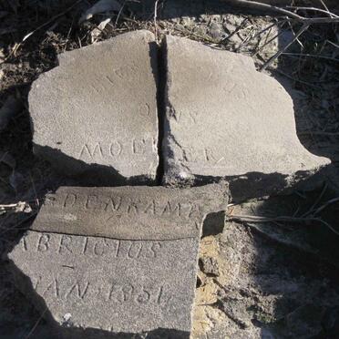 BREDENKAMP ? Fabricius 1851