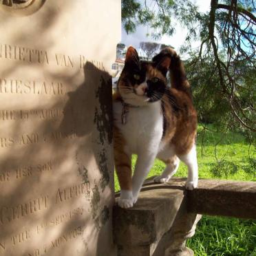 06. Cat following us