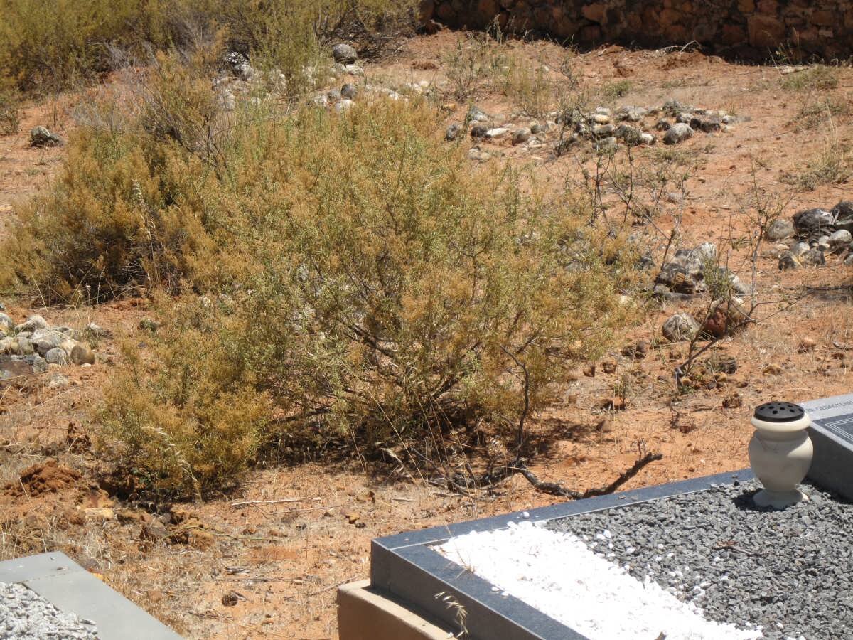 3. Ongemerkte grafte