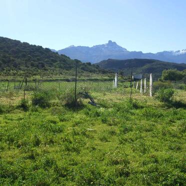 Western Cape, LADISMITH district, Buffels drift 103_1, Die Eike, farm cemetery